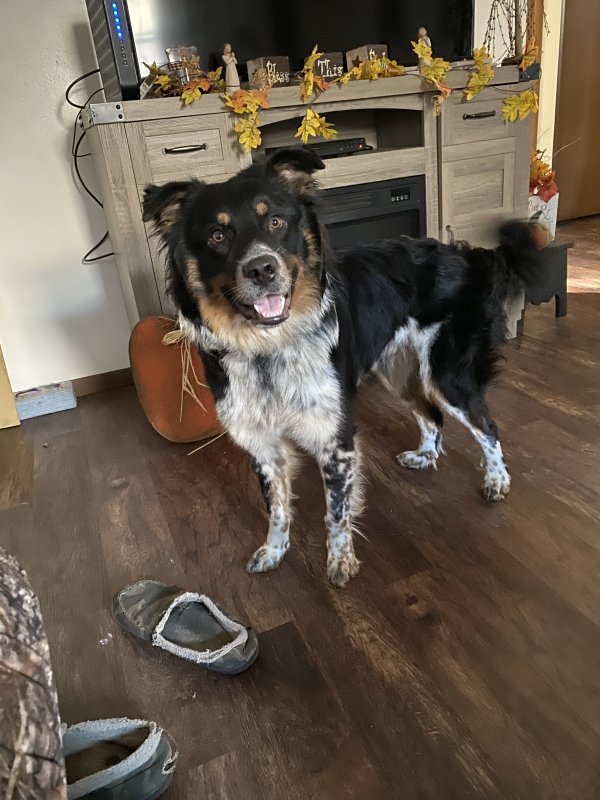 Safe Australian Cattle Dog in Gnadenhutten, OH