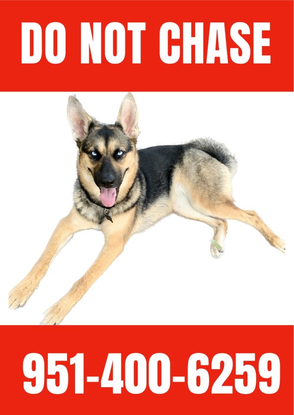 Lost German Shepherd Dog in Flagler Beach, FL