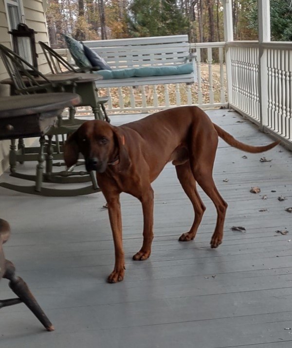 Found Redbone Coonhound in Union Mills, NC