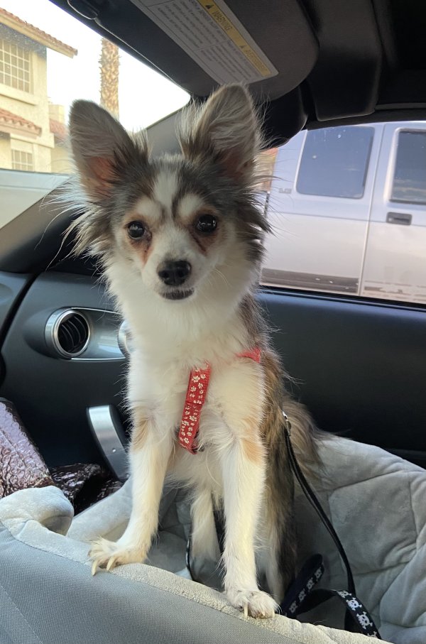 Lost store chihuahua mix