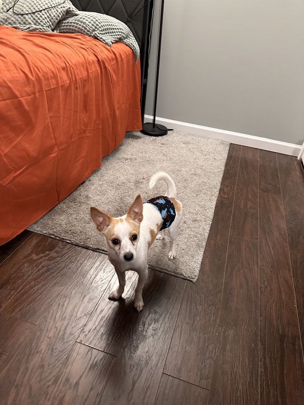 Lost Chihuahua in Crystal Lake, IL