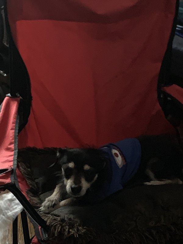 Safe Chihuahua in Chicago, IL
