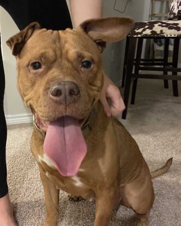 Safe Bull Terrier in Raleigh, NC