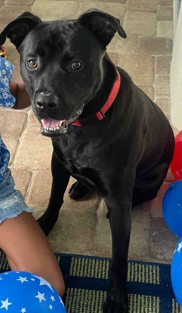 Safe Mutt in Mount Dora, FL