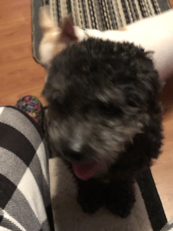 Found Poodle in Austell, GA