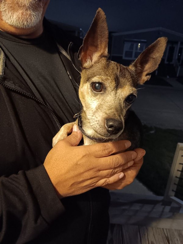Safe Mutt in Euless, TX