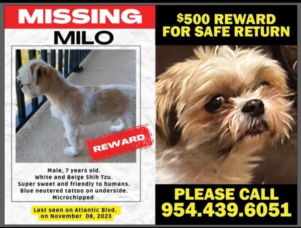 Lost Shih Tzu in Coral Springs, FL