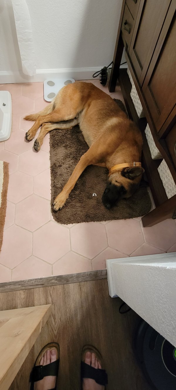 Found Belgian Malinois in Wrightwood, CA