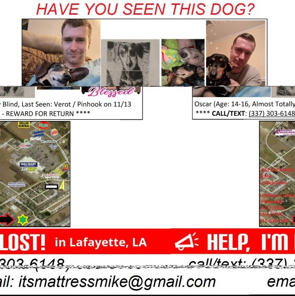 Lost Dachshund in Lafayette, LA