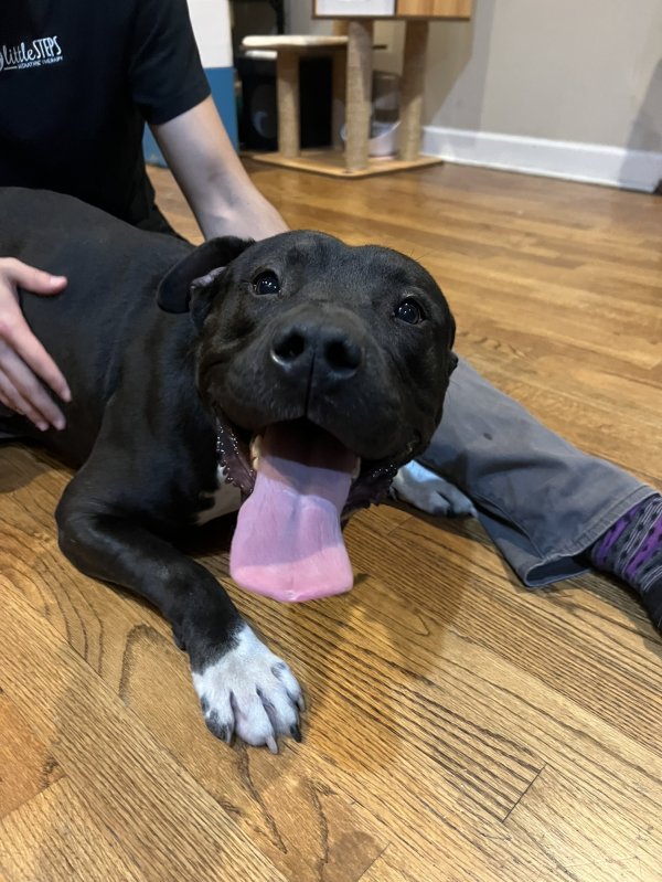 Safe Pit Bull in Chicago, IL