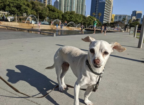 Lost Chihuahua in San Diego, CA