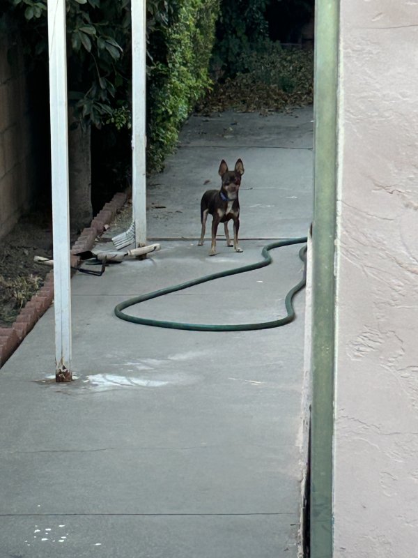 Found Chihuahua in San Gabriel, CA