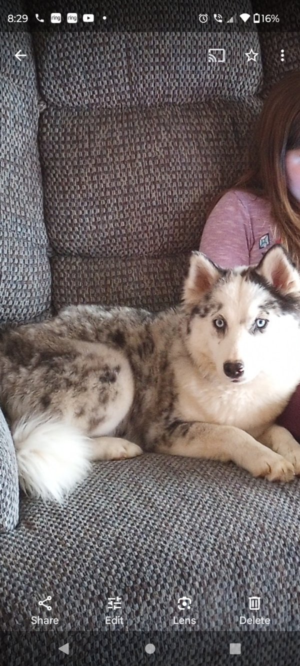 Safe Siberian Husky in Marysville, IN