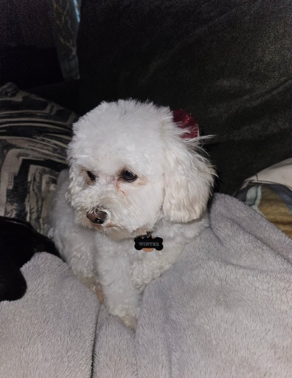 Lost Maltese 