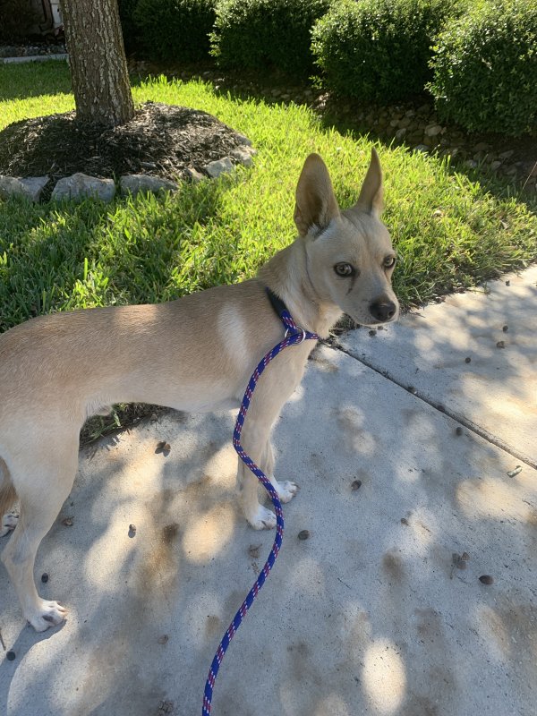 Safe Chihuahua in Helotes, TX