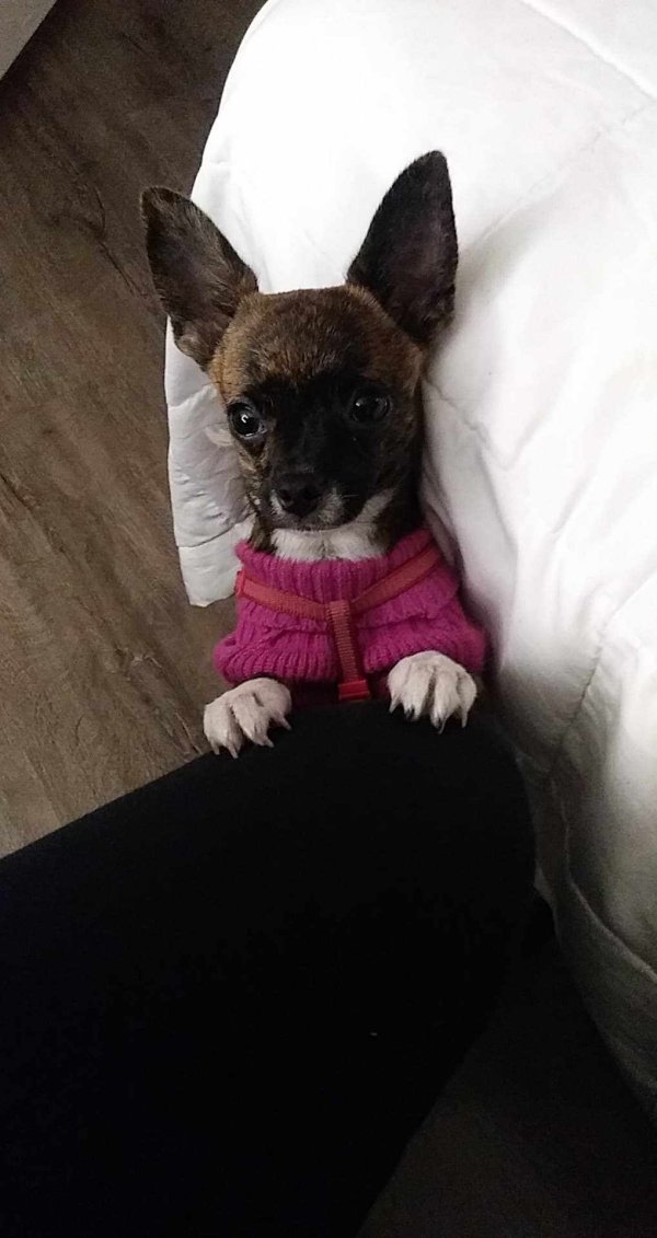 Stolen Chihuahua in Cleveland, OH