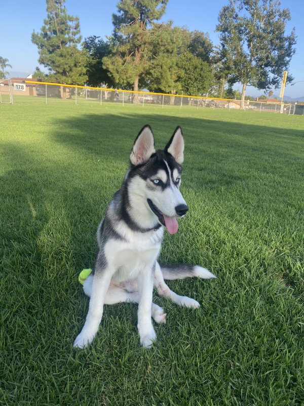 Lost Siberian Husky in Vista, CA