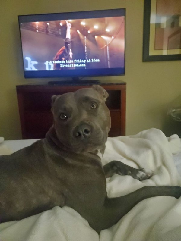 Safe American Staffordshire Terrier in Mascoutah, IL