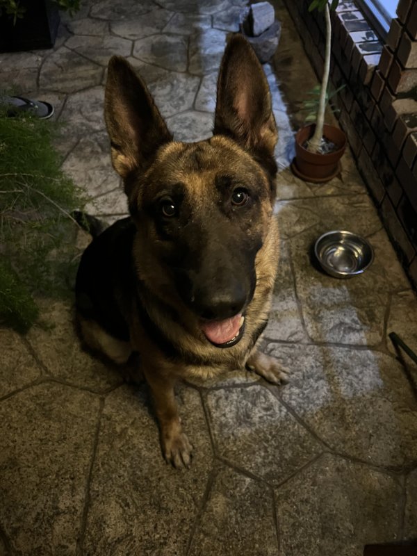 Safe German Shepherd Dog in McAllen, TX