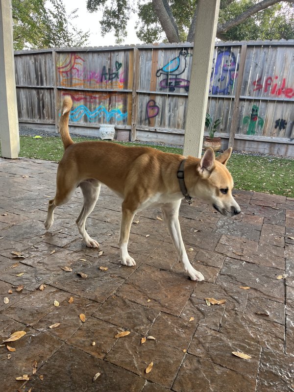 Safe Labrador Retriever in Katy, TX