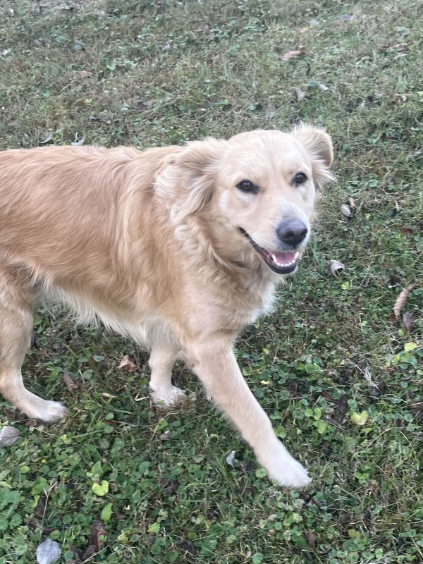 Safe Golden Retriever in Pineville, KY