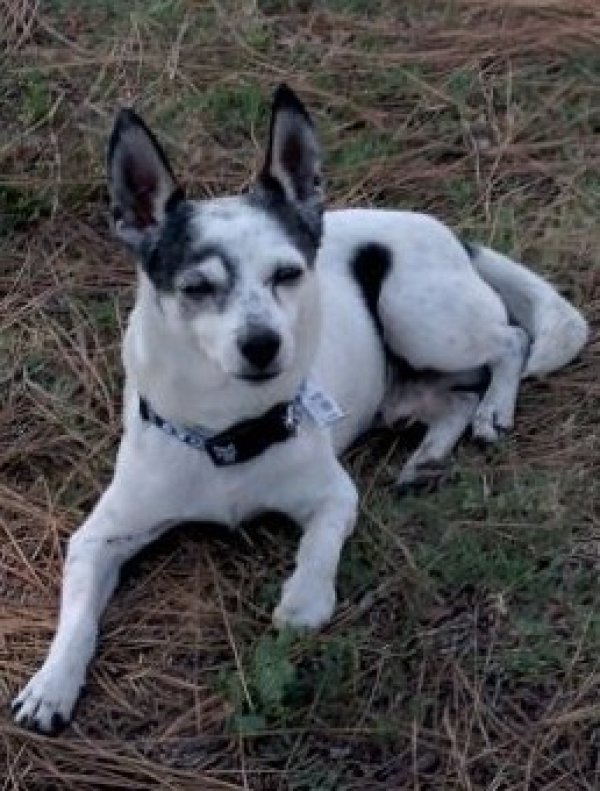 Lost Chihuahua in Lemon Grove, CA