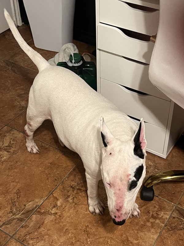 Safe Bull Terrier in Pasadena, TX