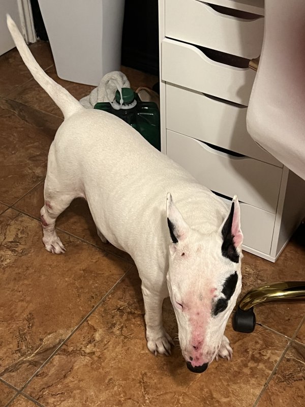 Found Bull Terrier in Pasadena, TX