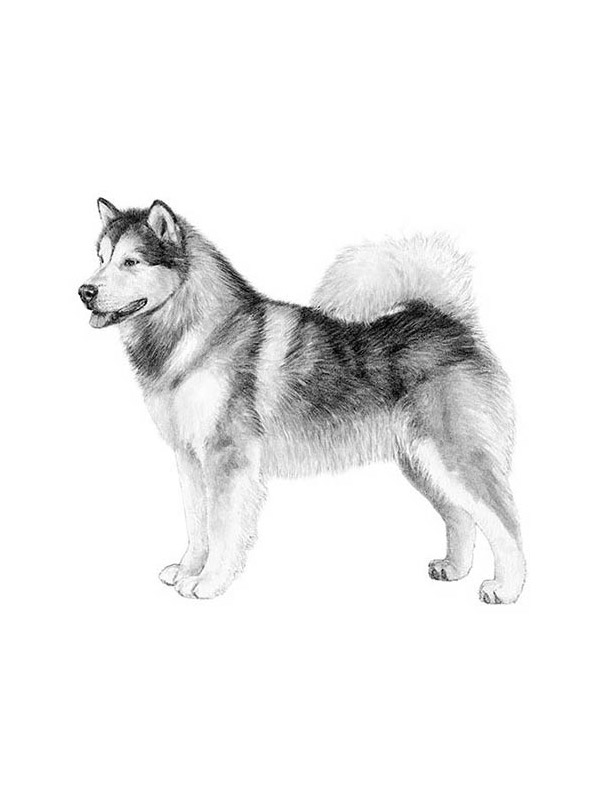 Lost Alaskan Malamute 