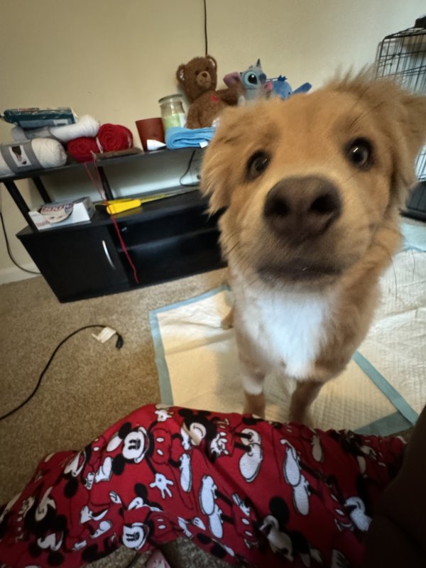 Safe Bearded Collie in Peachtree Corners, GA