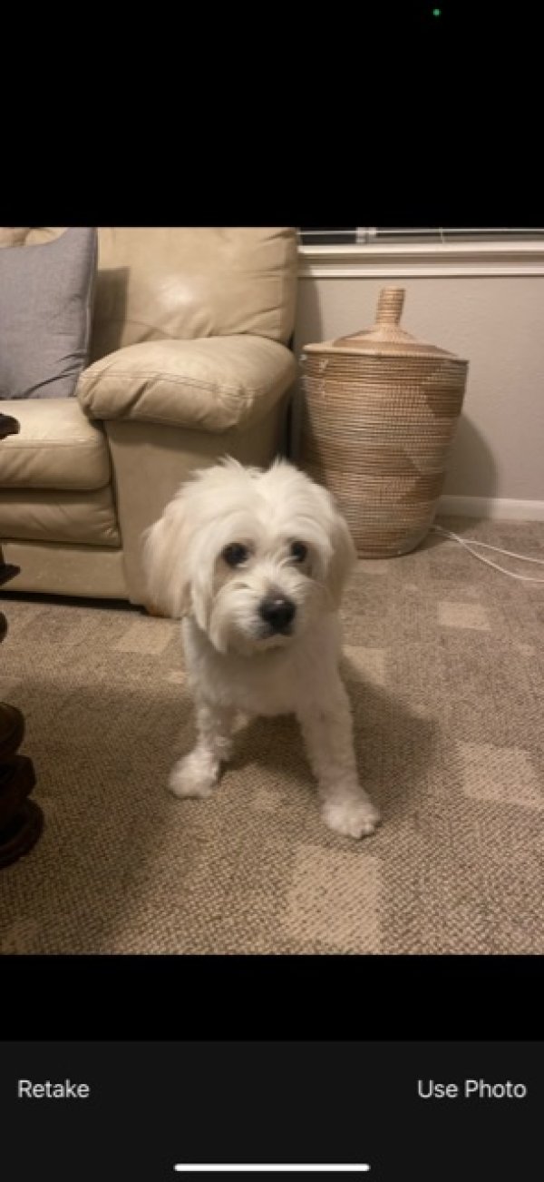 Safe Shih Tzu in Houston, TX
