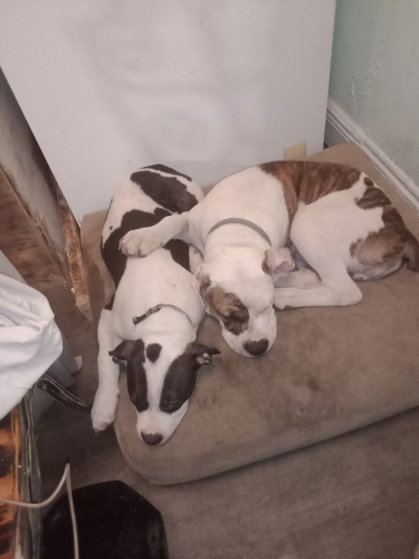 Safe American Bulldog in Frisco City, AL