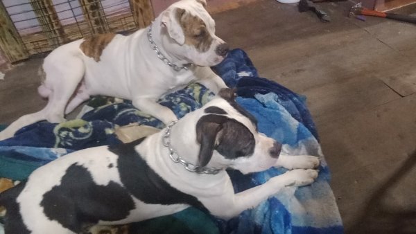 Safe American Bulldog in Frisco City, AL