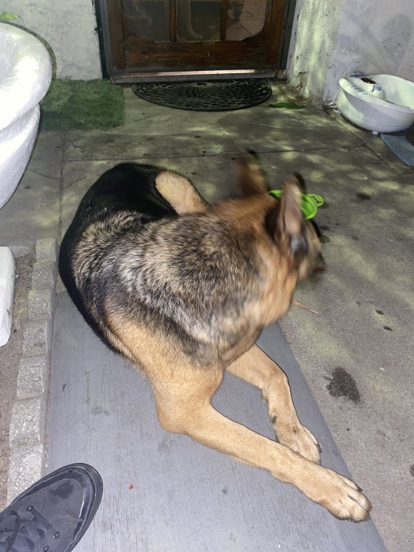 Found German Shepherd Dog in Bell Gardens, CA