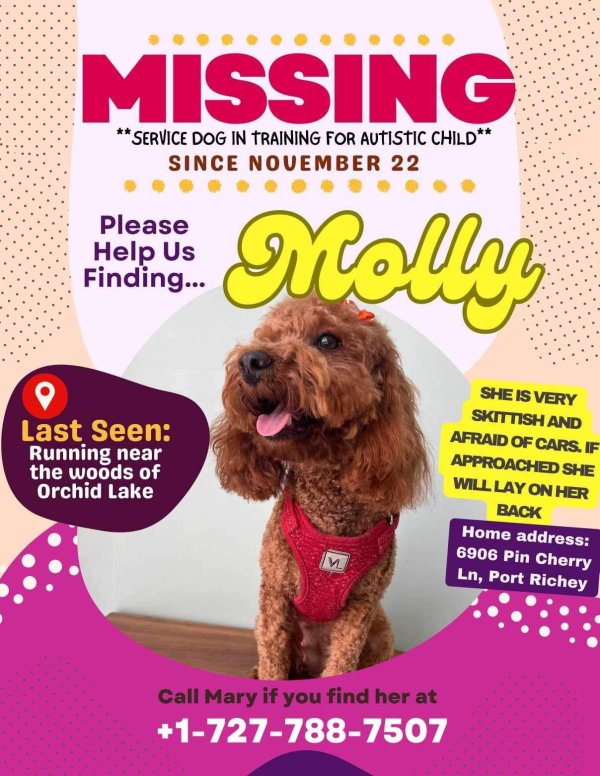 Lost Poodle in Port Richey, FL