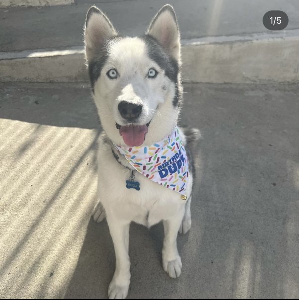 Lost Siberian Husky in Los Angeles, CA