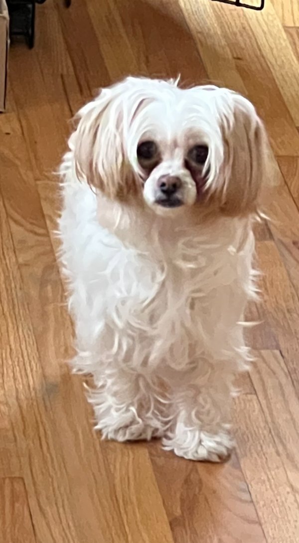 Lost Shih Tzu in Minneapolis, MN