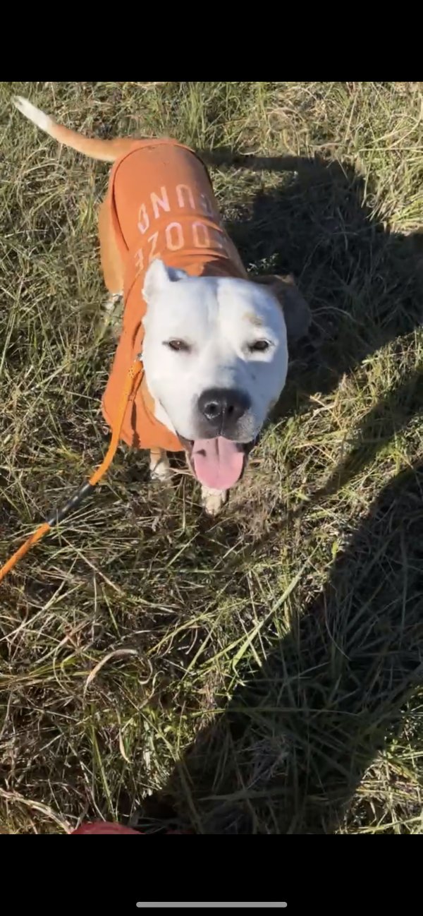 Safe Pit Bull in Kennett, MO