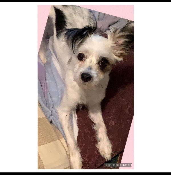 Safe Border Collie in Orlando, FL
