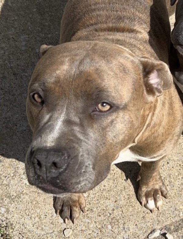 Safe American Staffordshire Terrier in Wendell, NC