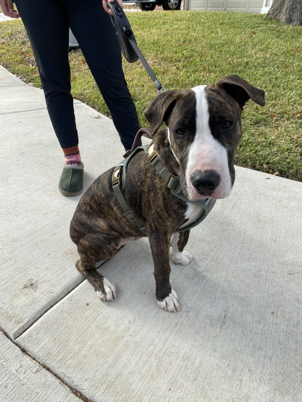 Safe American Bulldog in San Antonio, TX