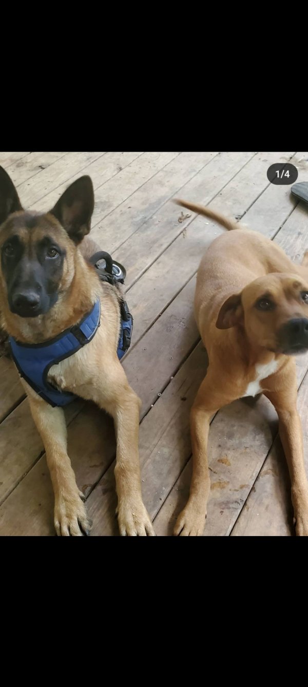 Safe Belgian Malinois in Graysville, TN