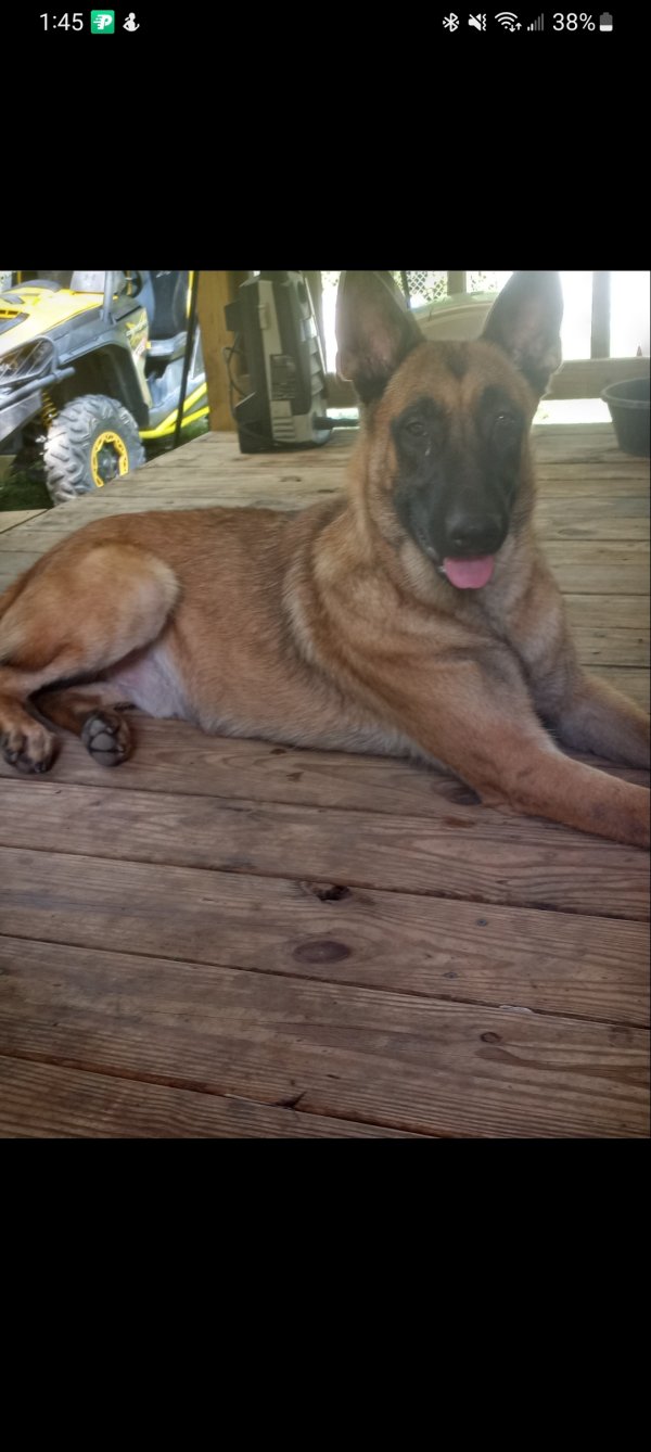 Lost Belgian Malinois 