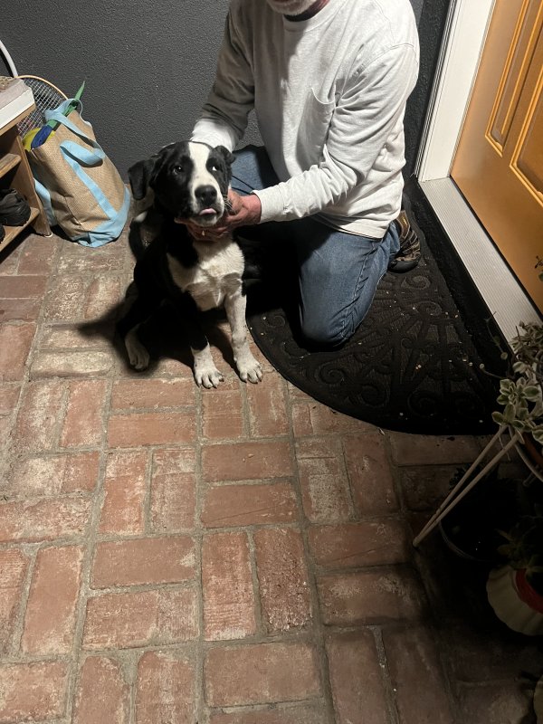 Found Dog in Los Angeles, CA