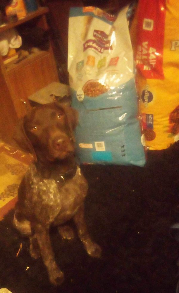 Lost German Shorthaired Pointer in Dunlap, TN