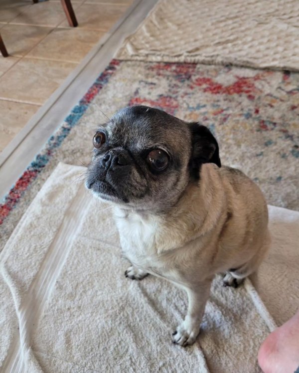 Lost Pug in San Diego, CA