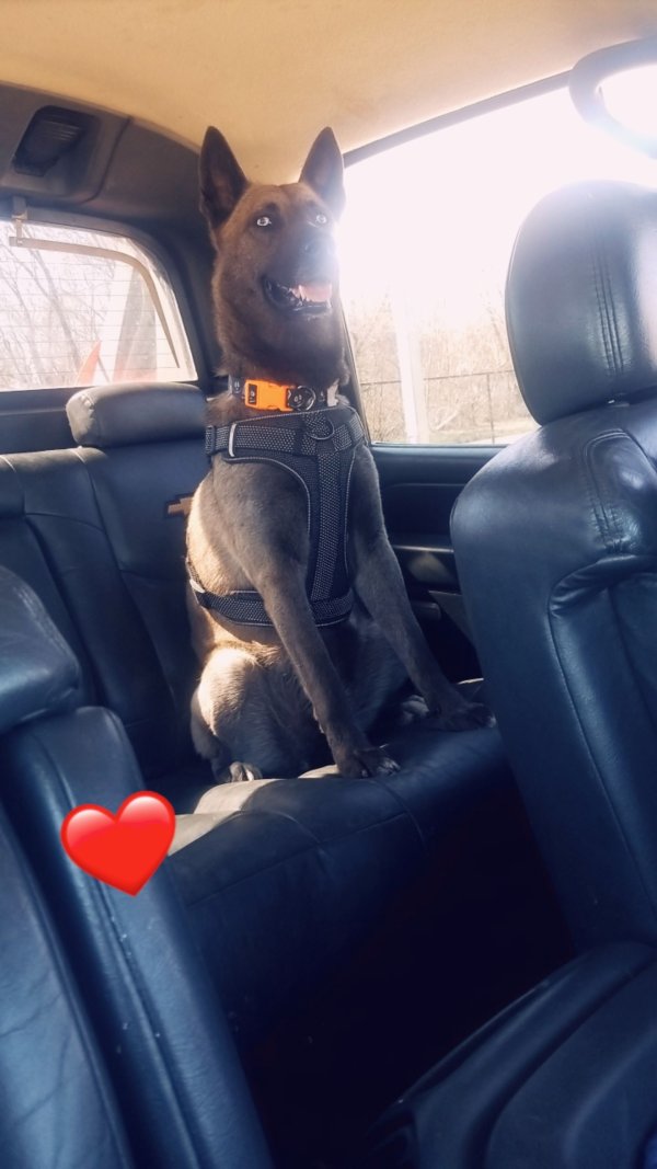 Safe Dog in Highland Park, MI