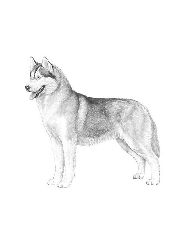 Lost Siberian Husky in San Francisco, CA