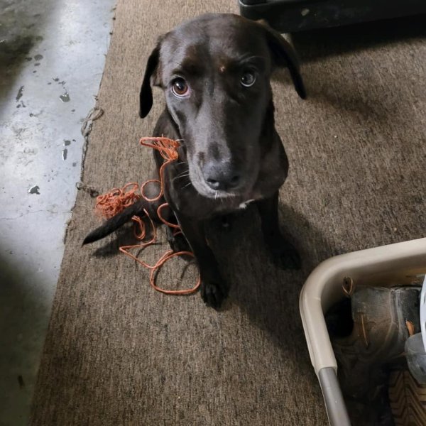 Safe Labrador Retriever in Richmond, TX
