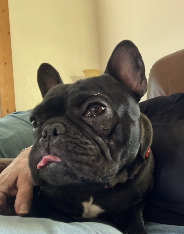 Stolen French Bulldog in Houston, TX